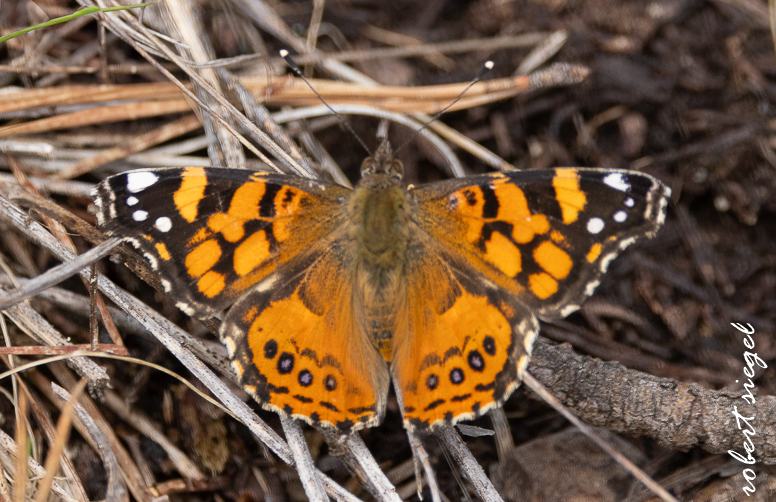 Coast BioBlitz 2025